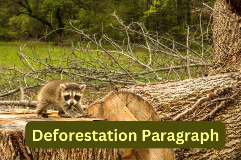 Deforestation Paragraph For HSC, SSC & All Classes (250 Words)