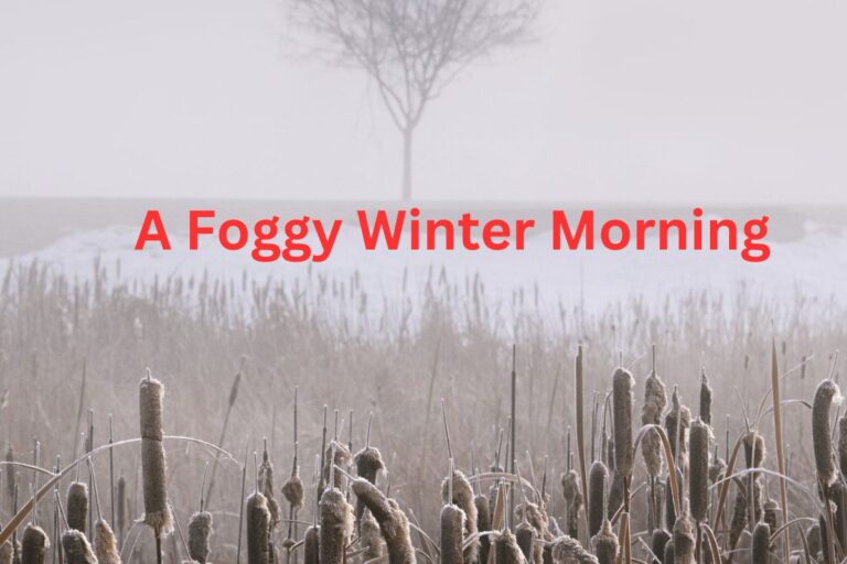 A Foggy Winter Morning Paragraph For Class 5, 6, 7, 8, 9 (150, 100 Words)